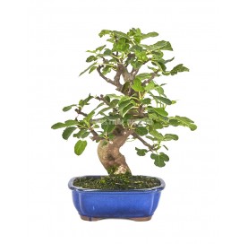 Ficus carica. Bonsaï 16...