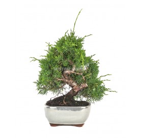 Juniperus chinensis kyushu....