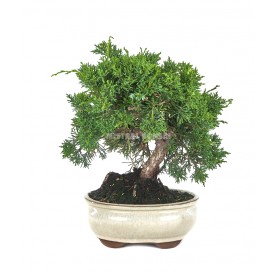 Juniperus chinensis kyushu....