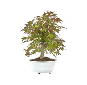 Acer palmatum deshojo. Bonsai 17 Jahre. Japanischer Fächerahorn.