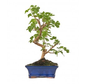 Morus. Bonsai 7 years. Mulberry tree