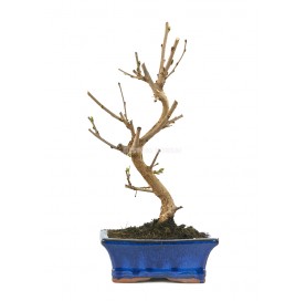 Morus. Bonsai 7 Jahre. Maulbeerbaum