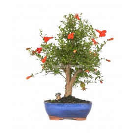 Bonsaï exclusif Punica granatum nana 14 ans. Grenadier