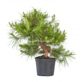Prébonsaï exclusif Pinus...