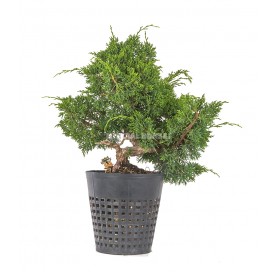 Exclusive prebonsai Juniperus chinensis kyushu 21 years. Chinese juniper or Needle juniper