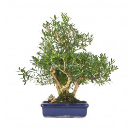 Exclusive bonsai Buxus sp....