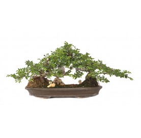 Exclusive bonsai Ulmus parvifolia 24 years. Chinese Elm