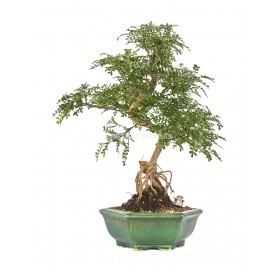 Exklusive Bonsai Zanthoxylum piperitum 19 Jahre. Chinesischer Pfefferbaum