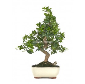 Exclusive bonsai Citrus...