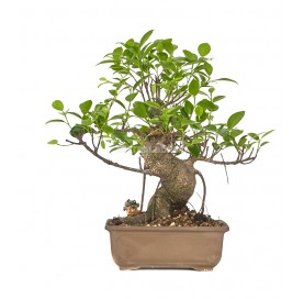 Exklusive Bonsai Ficus...