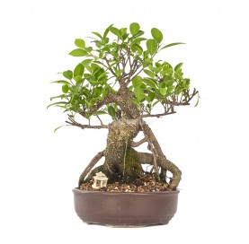 Exklusive Bonsai Ficus...