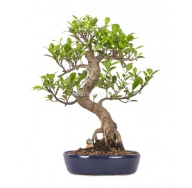 Exclusive bonsai Ficus...