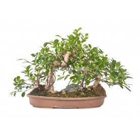 Exclusive bonsai Ficus retusa 24 years. Chinese banyan