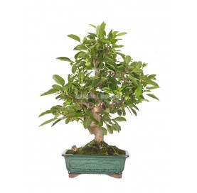 Exklusive Bonsai Malus 19...