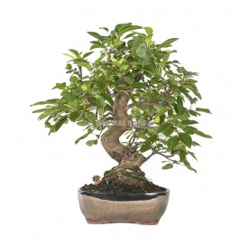 Exclusive bonsai Malus sp....