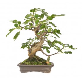 Bonsaï exclusif Ficus carica 19 Ans. Figuier