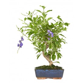 Durantha repens. Bonsai 9...