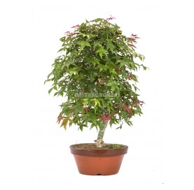 Acer palmatum deshojo. Bonsaï 21 ans. Érable japonais palmé