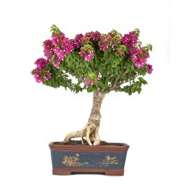 Bouganvillea spectabilis. Bonsai 25 Jahre. Bougainvillea. Drillilngsblume.