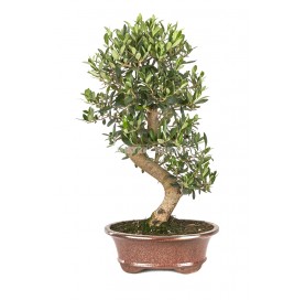 Olea europaea. Bonsai 15...