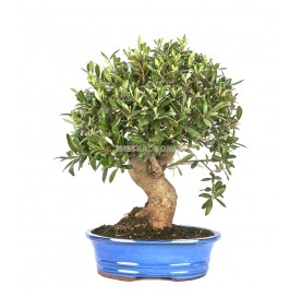 Olea europaea. Bonsai 18 Jahre. Olivenbaum.