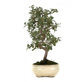 Quercus suber. Bonsai 8 Jahre. Korkeiche