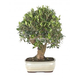 Olea europaea. Bonsai 17...