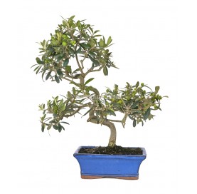 Olea europaea. Bonsai 10 years. Olive tree