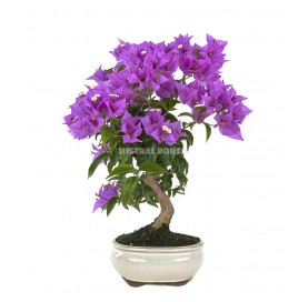 Bouganvillea glabra. Bonsai...