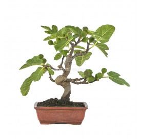 Ficus carica. Bonsai 10...