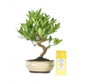 Kit Citrus llimencuat bonsai 12 years + Lemon incense