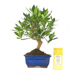 Bonsai Set 14 Jahre Citrus llimencuat + Zitrone duftender Weihrauch