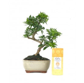 Bonsai Set 8 Jahre Citrus myrtifolia + Orange duftender Weihrauch