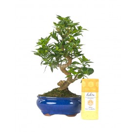 Bonsai Set 12 Jahre Citrus myrtifolia + Orange duftender Weihrauch