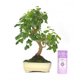 Bonsai Set 10 Jahre Morus + Brombeere duftenden Weihrauch