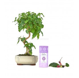 Bonsai Set 7 Jahre Morus + Brombeere duftenden Weihrauch