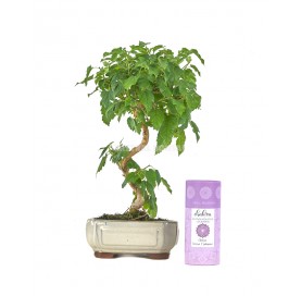 Bonsai Set 7 Jahre Morus + Brombeere duftenden Weihrauch