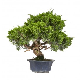 Bonsái ejemplar Juniperus...