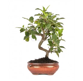 Malus sp. Bonsai 9 years....