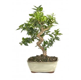 Citrus myrtifolia. Bonsai 14 Jahre. Chinotto.