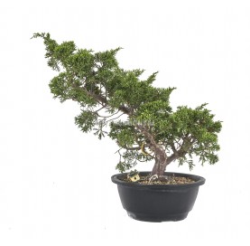 Exclusive bonsai Juniperus chinensis Itoigawa 19 years. Chinese juniper or Needle juniper