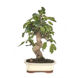 Bonsaï exclusif Ficus...