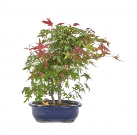 Bonsaï exclusif Acer palmatum deshojo 17 ans. Érable japonais palmé