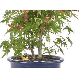 Exclusive bonsai Acer palmatum deshojo 17 years. Japanese Red Maple.