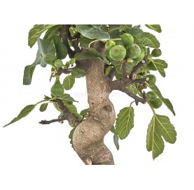 Bonsaï exclusif Ficus carica 17 ans. Figuier