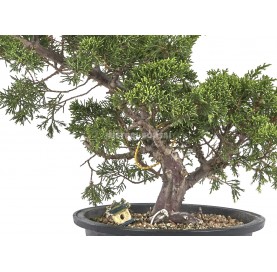 Exclusive bonsai Juniperus chinensis Itoigawa 19 years. Chinese juniper or Needle juniper