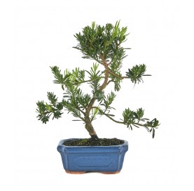 Podocarpus macrophyllus. Bonsai 6 years. Buddhist pine.