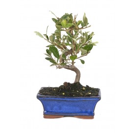 Elaeagnus sp. Bonsai 7 Jahre. Ölweide. Gemeiner Ölweiden