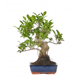 Ficus retusa. Bonsái 9 años. Ficus