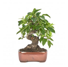 Malus. Bonsai 17 Jahre....